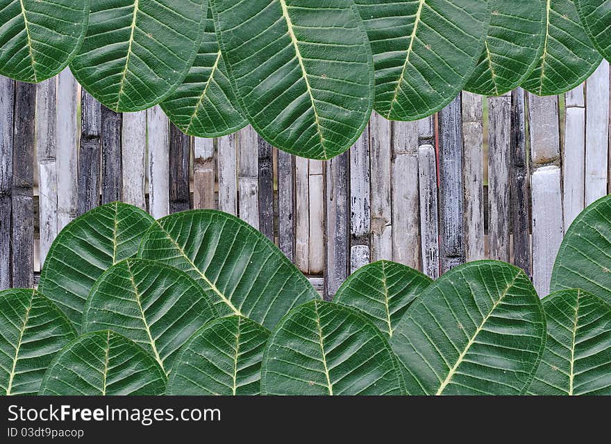 Green leaves on bamboo background.