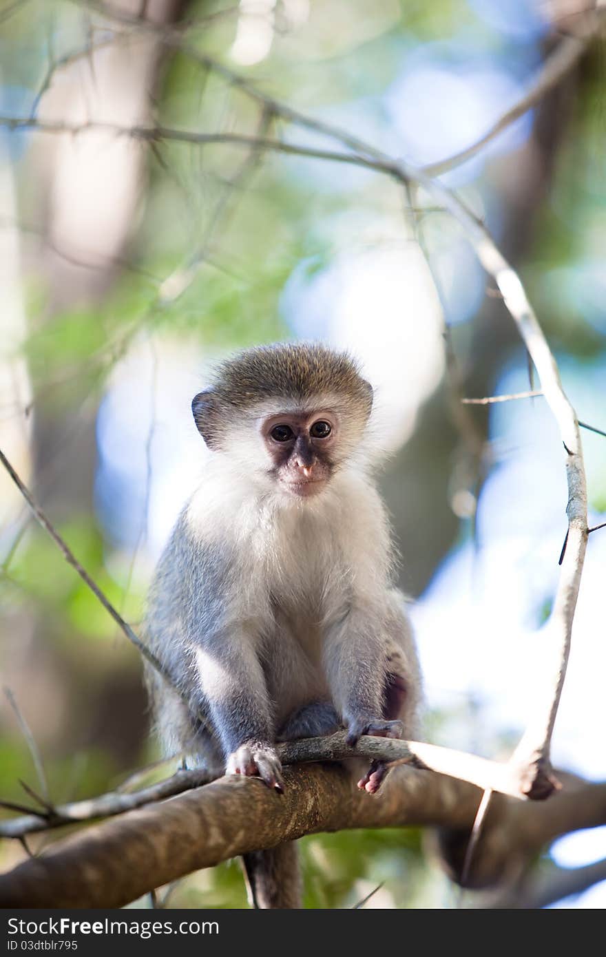 South African Blue monkey sitting in a tree.