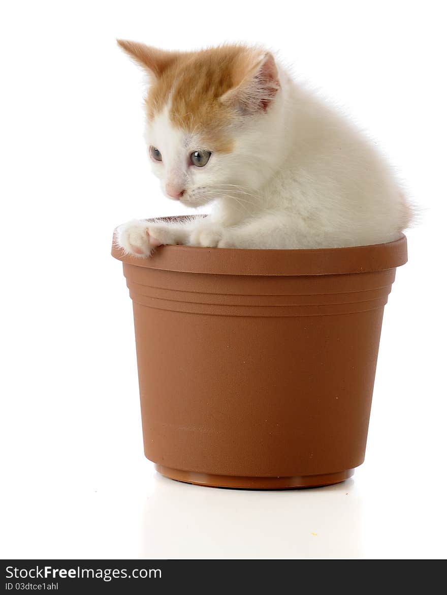 Kitty In A Pot