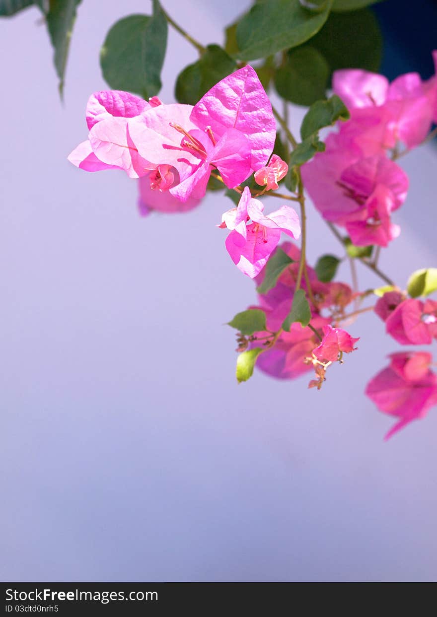 Pink Mediterranean flower