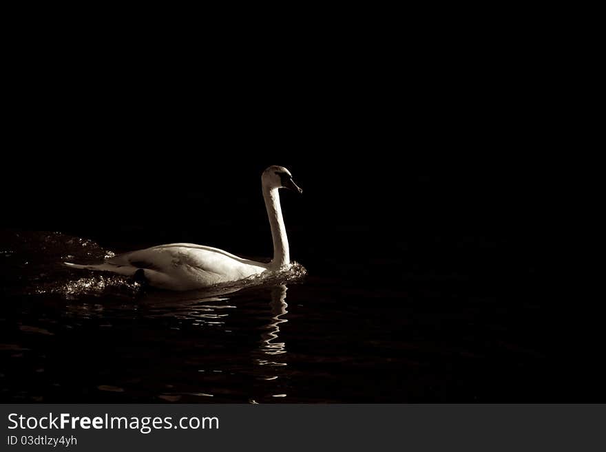 Something so white, so pure swimming through something so dark, so alone. How do people do it? How do they manage to get through it all?. Something so white, so pure swimming through something so dark, so alone. How do people do it? How do they manage to get through it all?