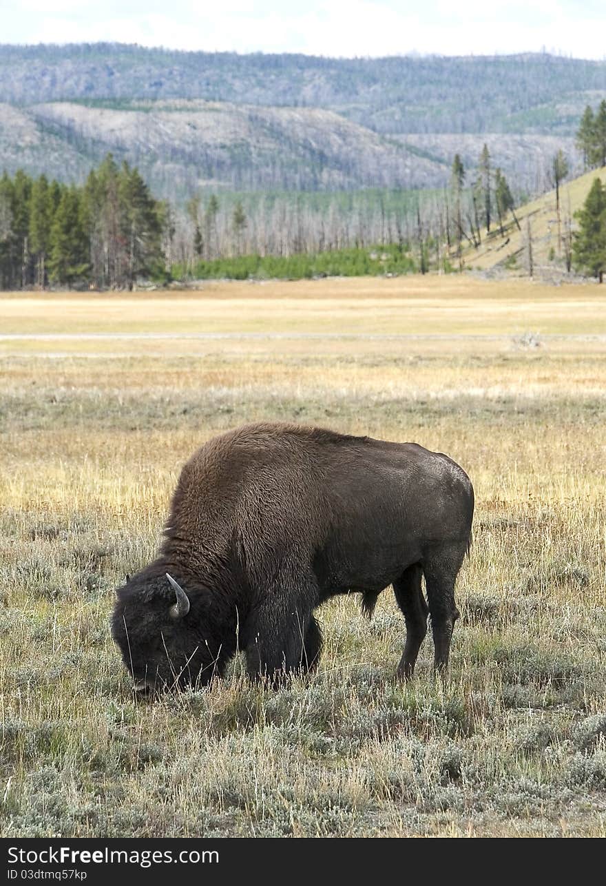 Bison grazing on grass on valley floor. Bison grazing on grass on valley floor.