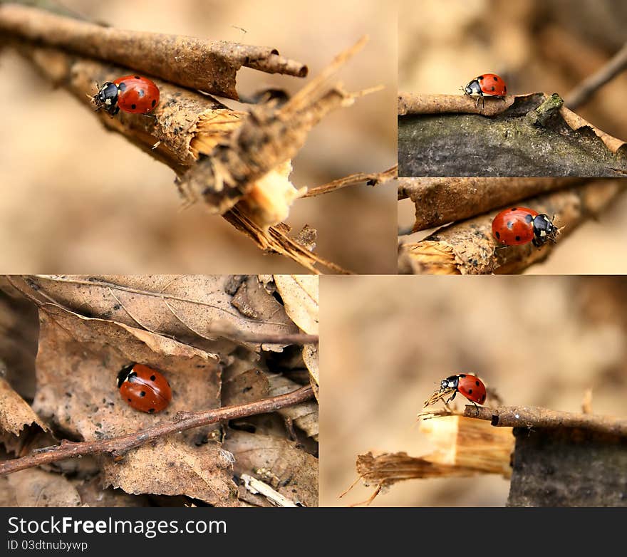 Collage of ladybugs in the forest