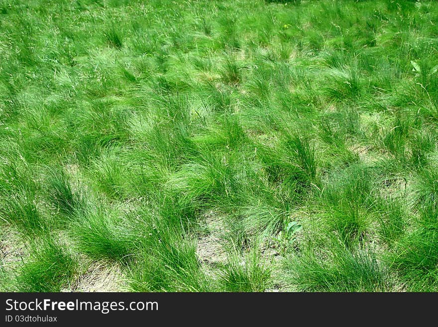 Green grass background. Top viev