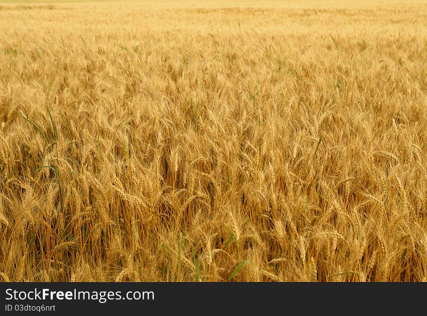 Wheat earson on the field. Wheat earson on the field