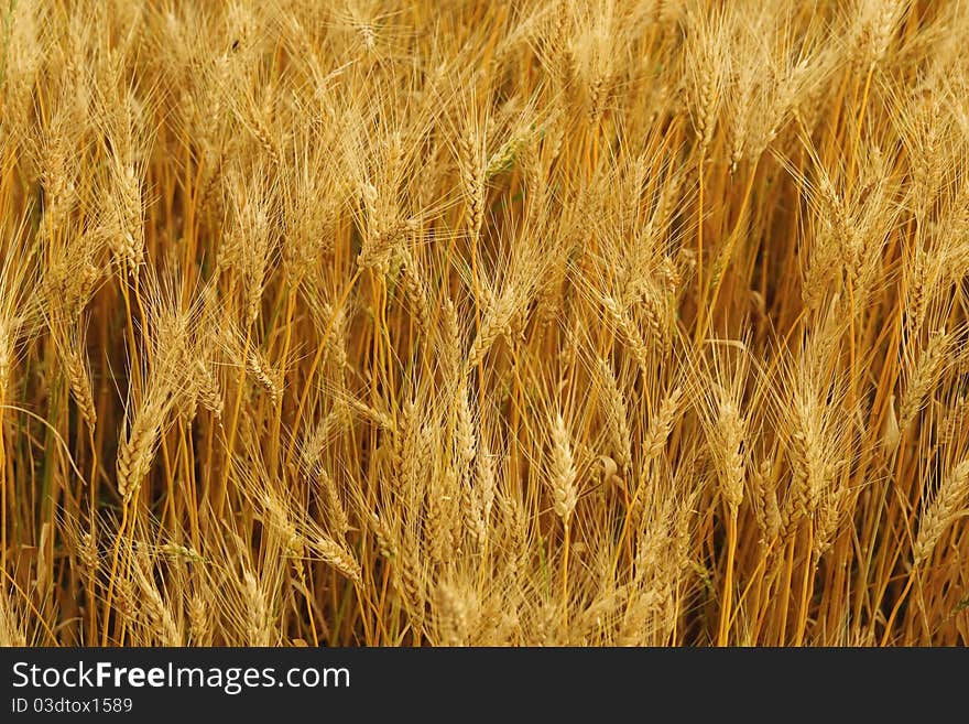 Wheat earson on the field. Wheat earson on the field