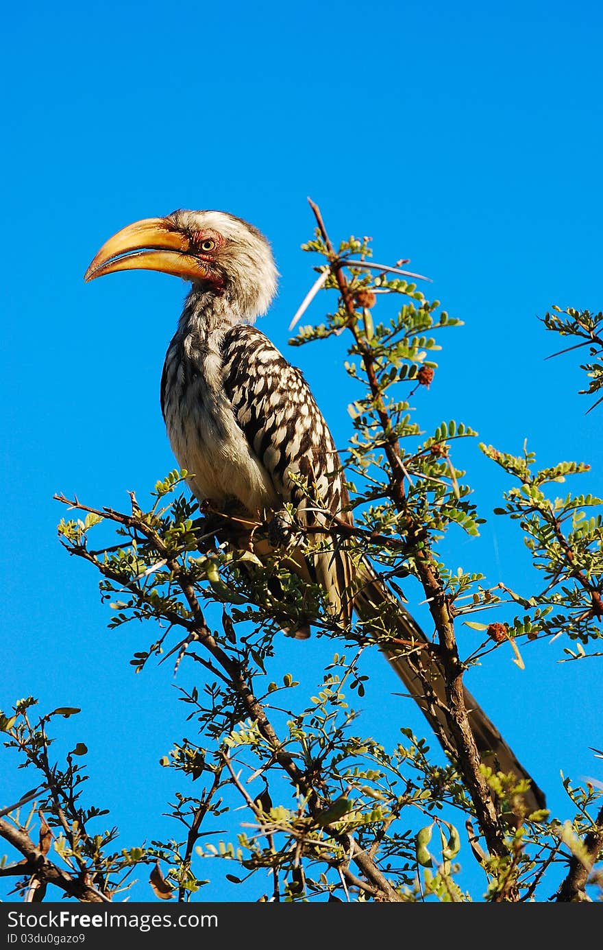 The Southern Yellow-billed Hornbill (Tockus leucomelas) is a Hornbill found in southern Africa. It is a medium sized bird, with length between 48 to 60 cm (South Africa)