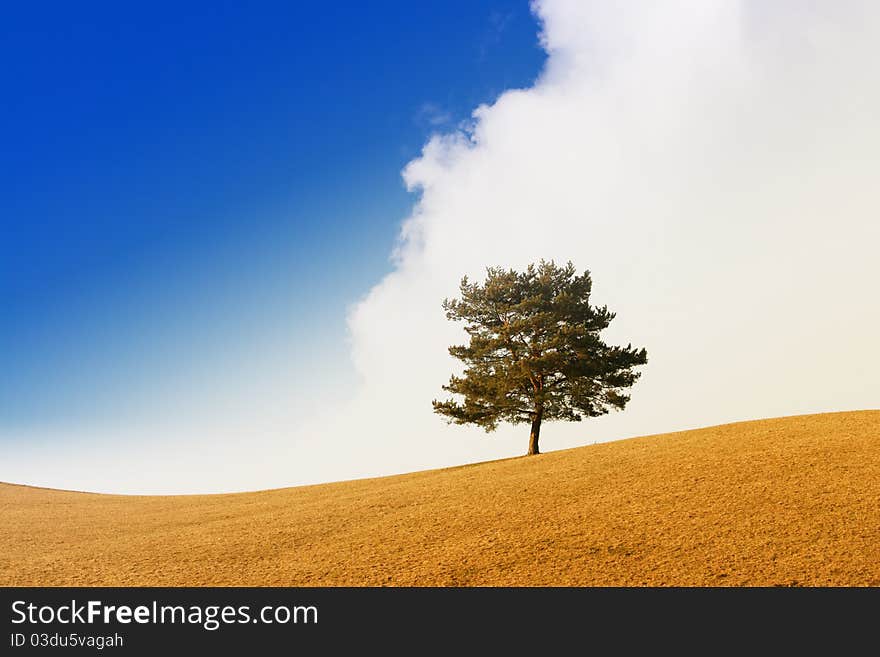 Tree in the spring or autumn with clouds and blue sky