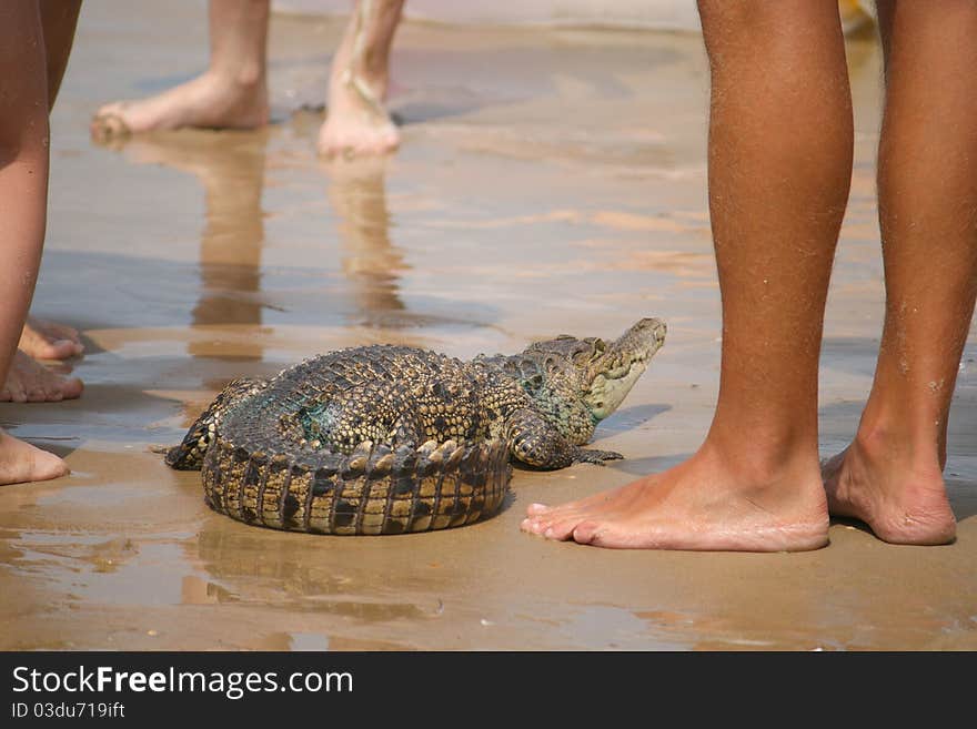 Crocodile kid and human legs on sand. Crocodile kid and human legs on sand.