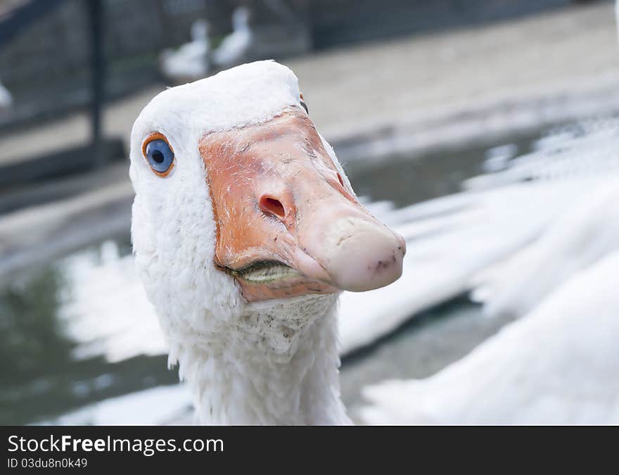 Goose face looking on you