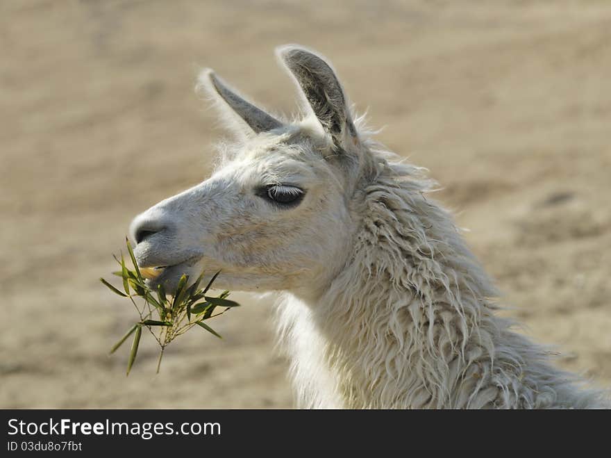 Lama in zoo posing for camera