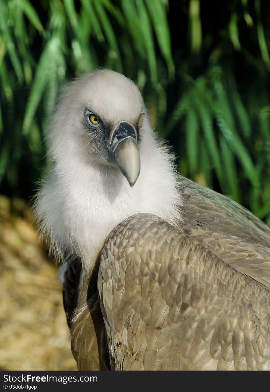 Griffin Vulture in Zoo, Istanbul Turkey