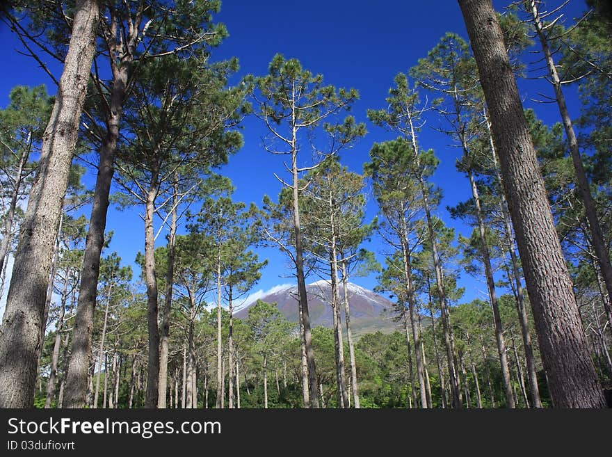 Pine trees in s.joao park in pico island. Pine trees in s.joao park in pico island