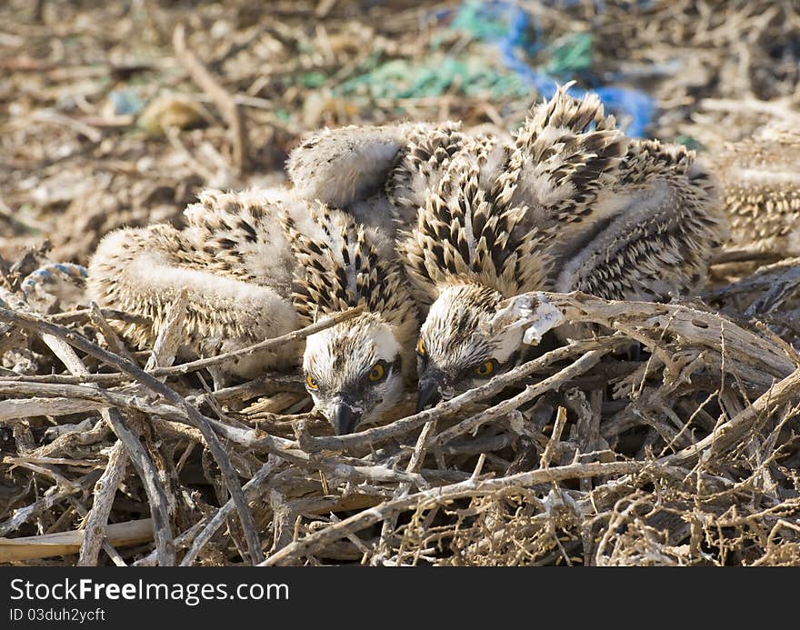 Two Osprey Chicks In A Nest