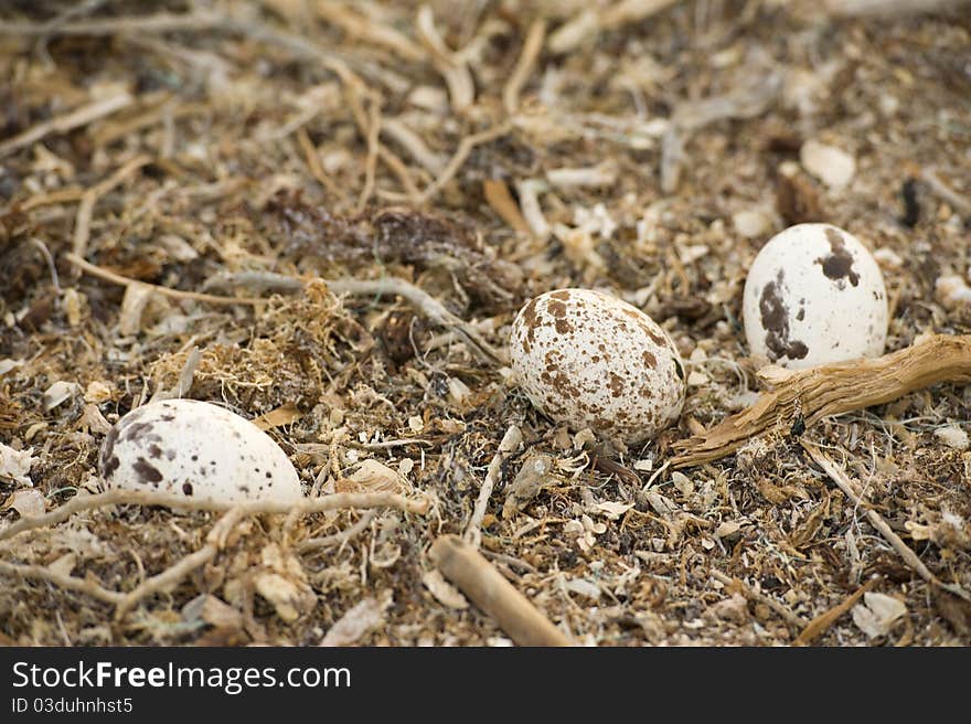 Three Osprey Eggs In A Nest