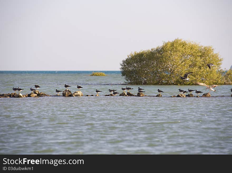 Seagulls perched on rocks in shallow water with a mangrove bush at the background. Seagulls perched on rocks in shallow water with a mangrove bush at the background