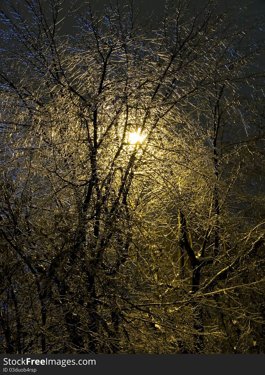 The Iced Over Trees. Winter Night. Sleet.