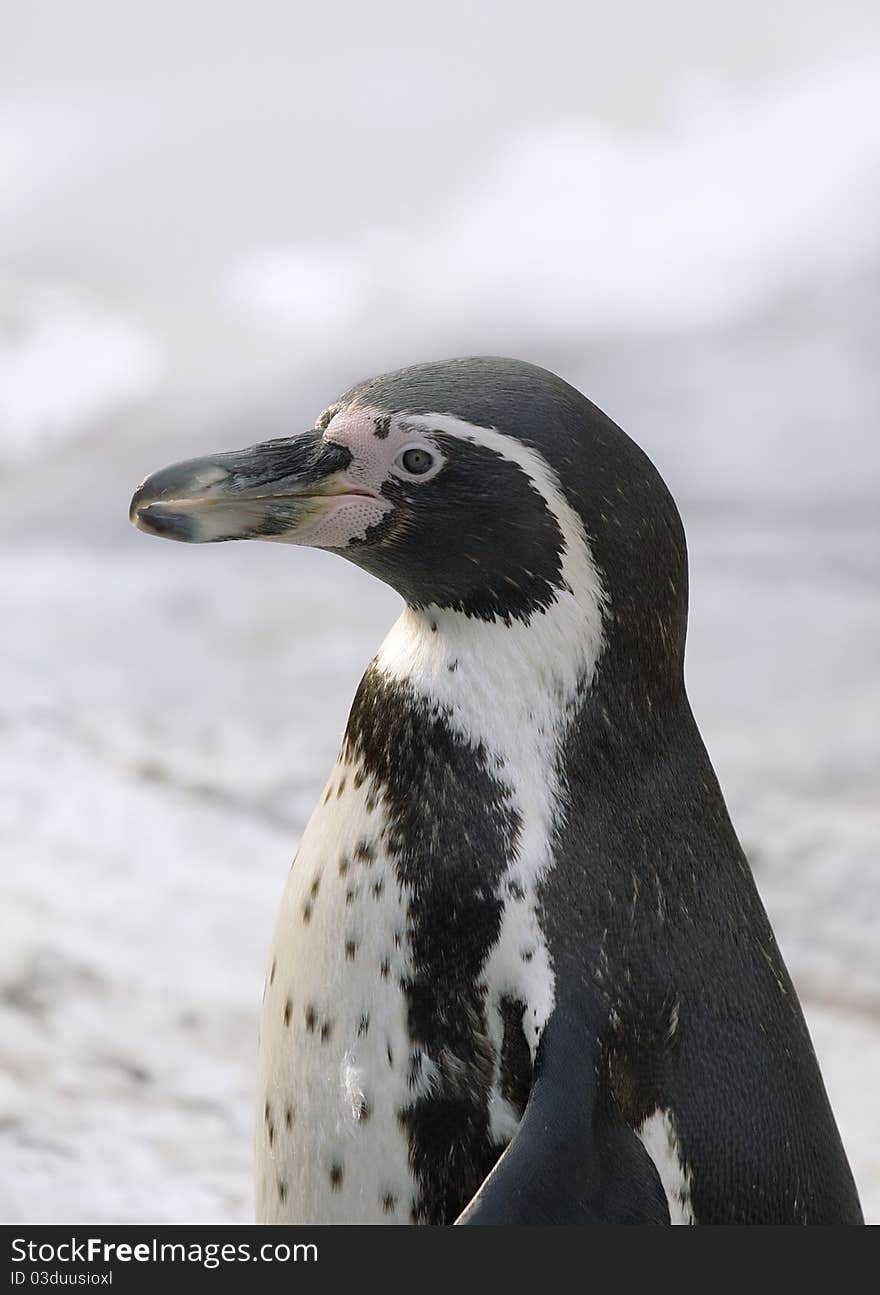 Portrait of a magellanic penguin photographed side-face