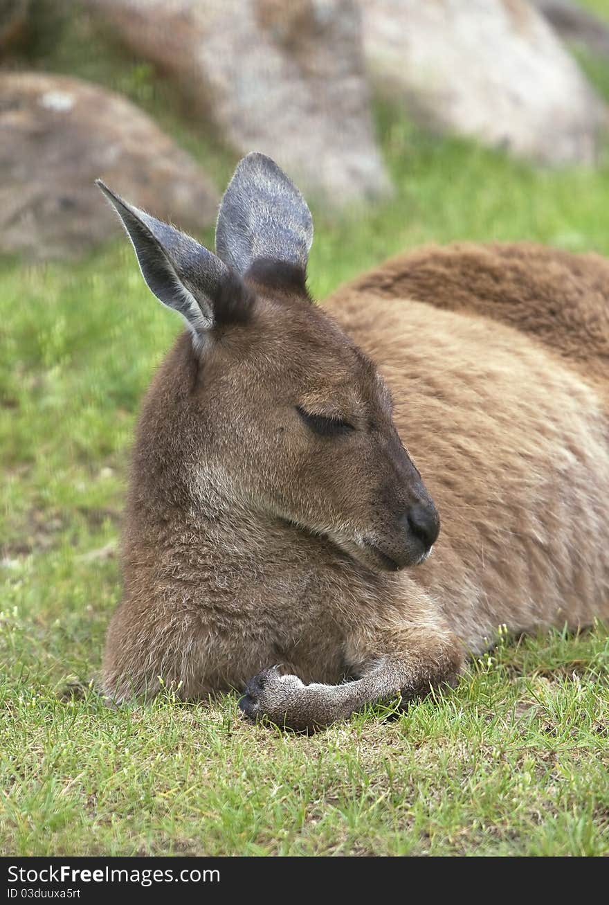 Resting kangaroo