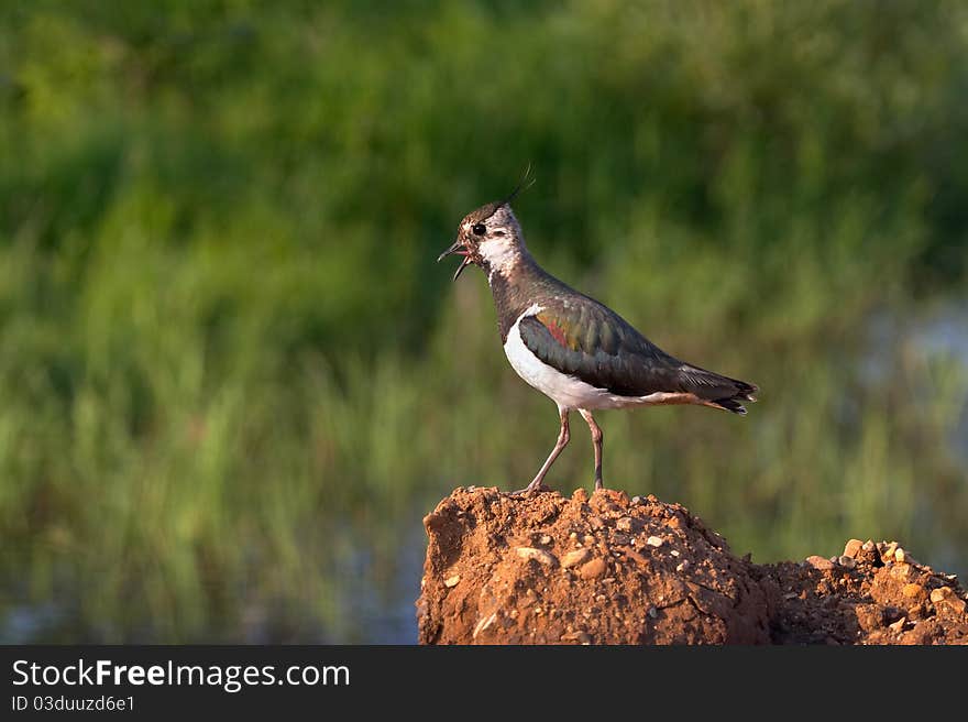 The image of a lapwing on a green background. The image of a lapwing on a green background.