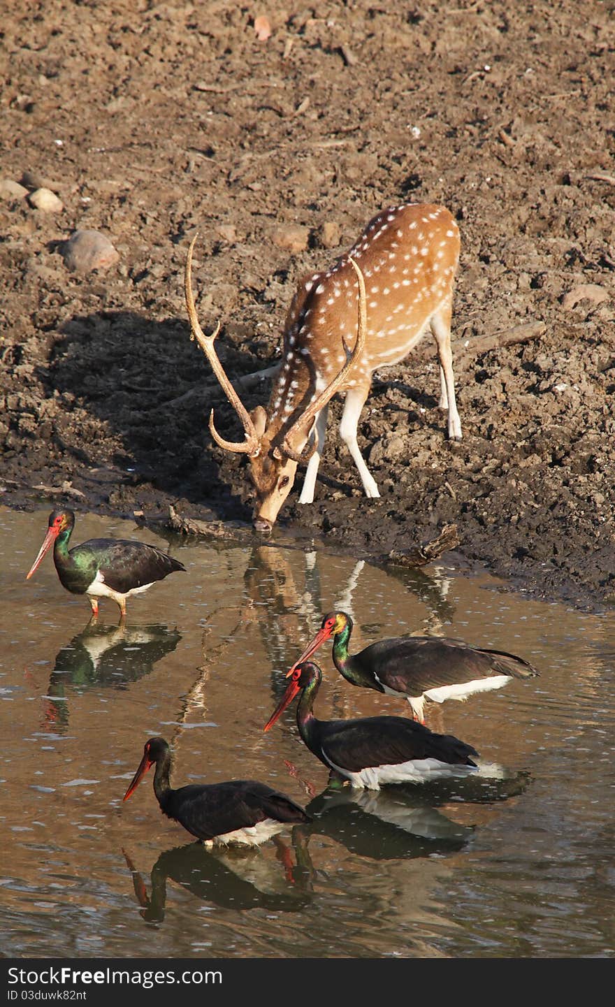 India Watering Hole 2