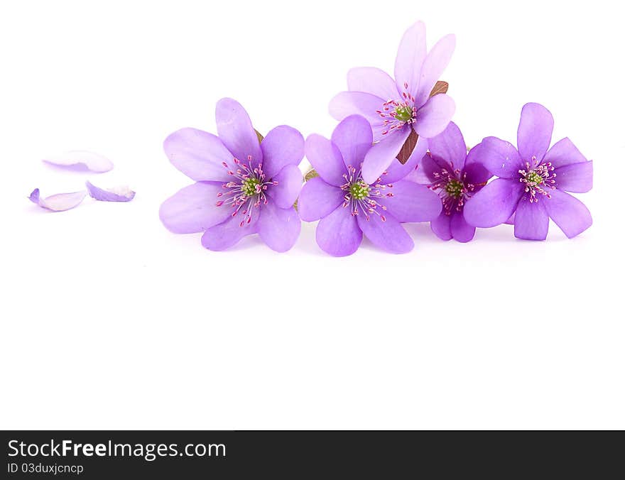 Close-up of hepatica (liverwort) flower on white background. Close-up of hepatica (liverwort) flower on white background