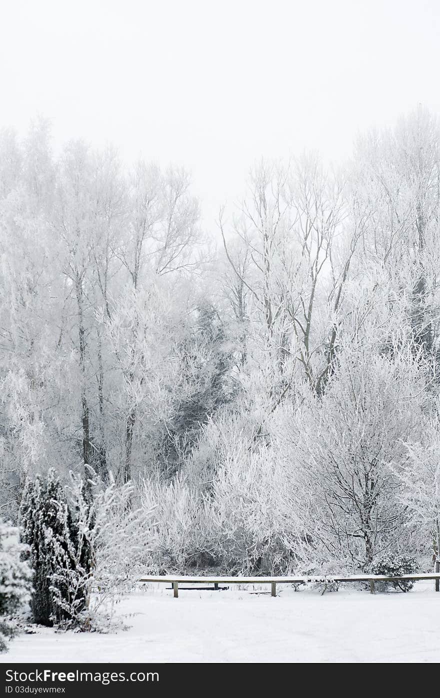 Frosty trees during a very cold day. Frosty trees during a very cold day