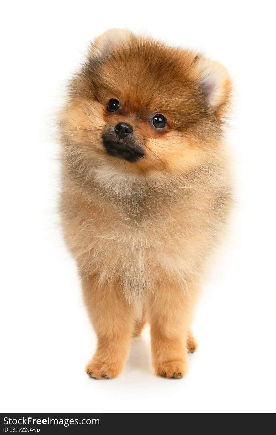 German Spitz puppy on white background