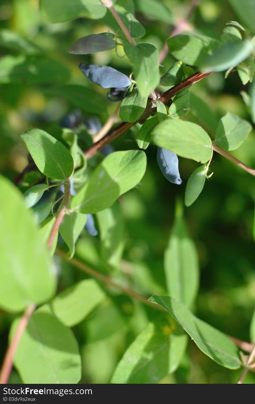 Honeysuckle berries on branch