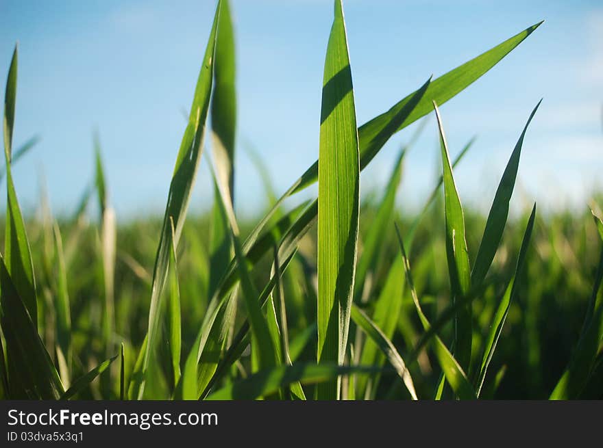 Close up photo of fresh spring wheat. Close up photo of fresh spring wheat