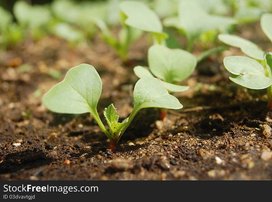 Cultivated radish