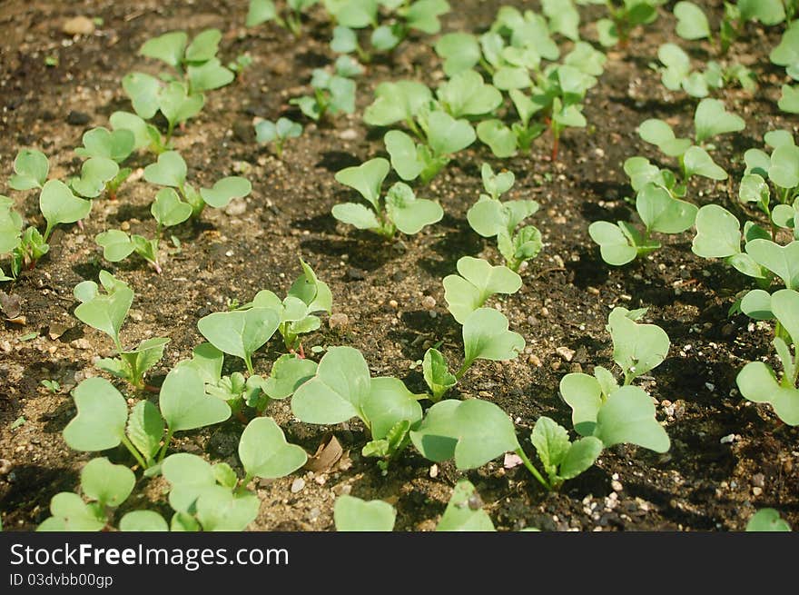 Cultivated Radishes