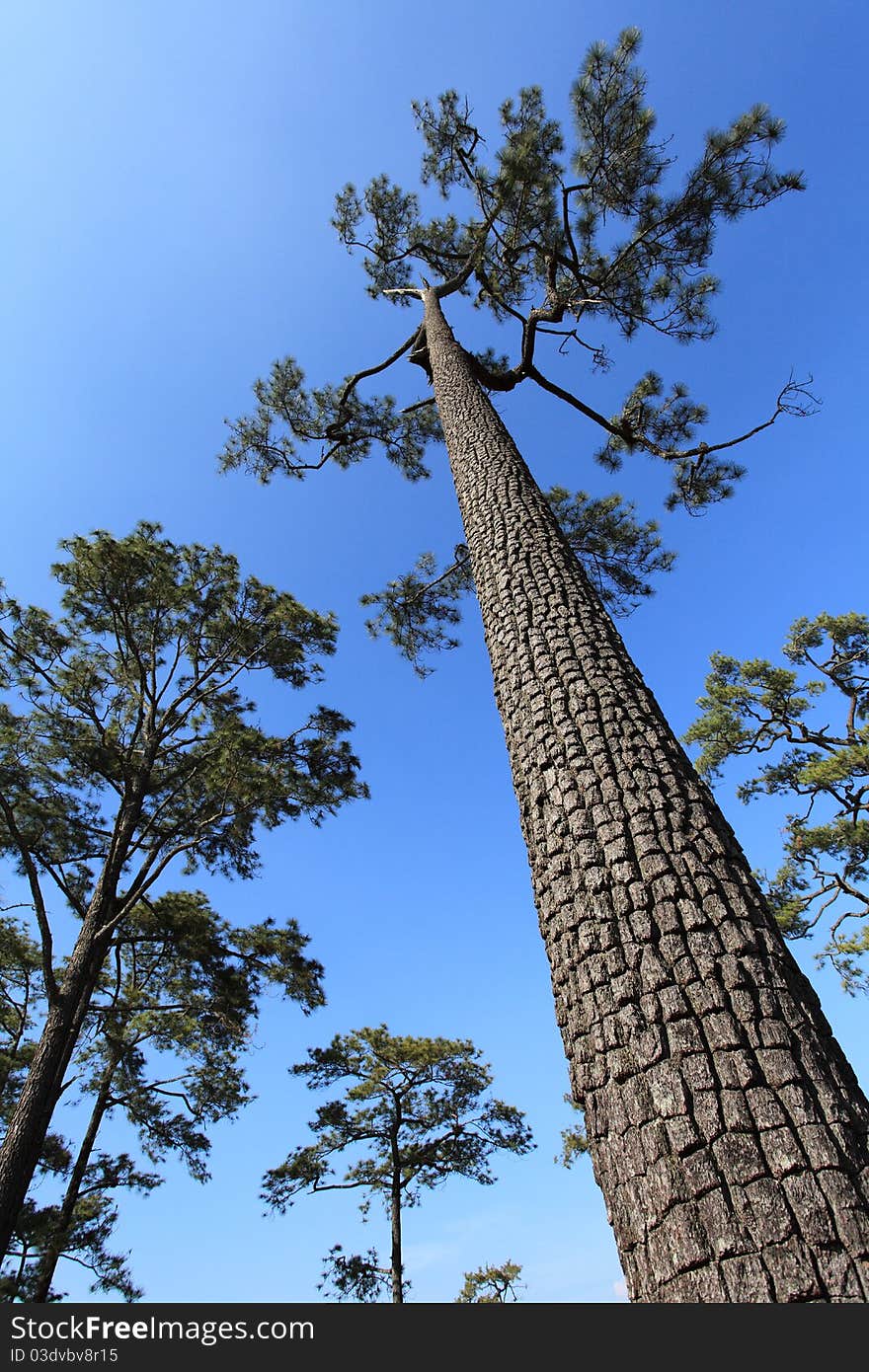 A big tree taken from Pu-Kraduang, Loey, Thailand