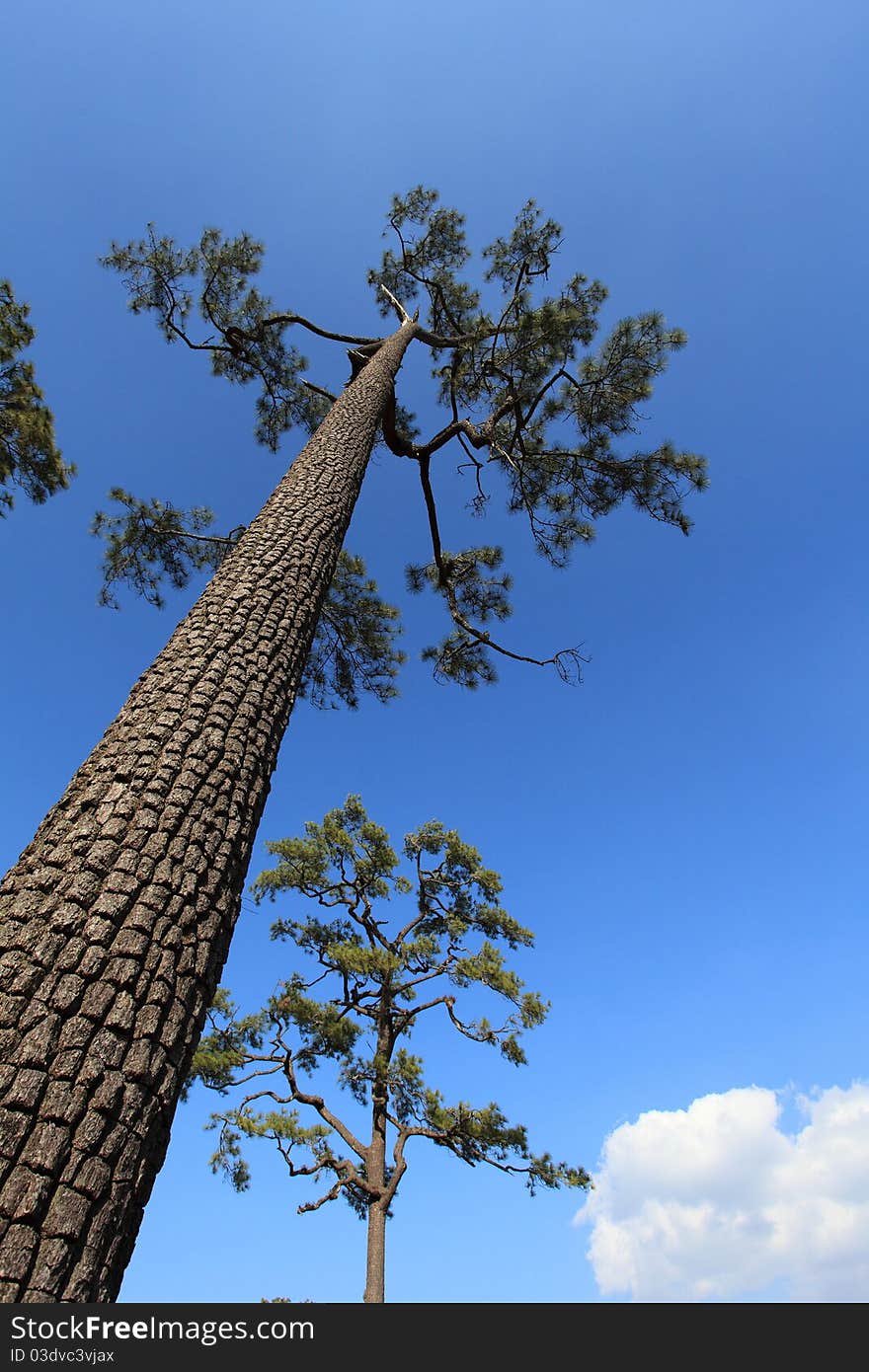 A big tree taken from Pu-Kraduang, Loey, Thailand