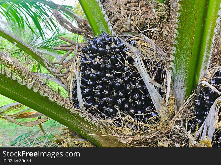 Oil palm tree in field from thailand