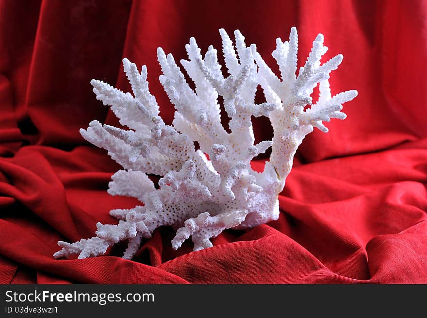 A large branch of white coral lies in front of a red background