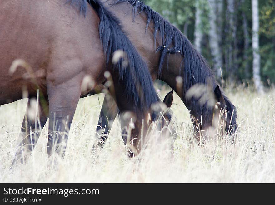 The horses grazed on a meadow