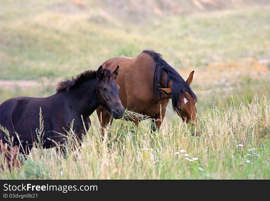 The horse and small stallion in a field