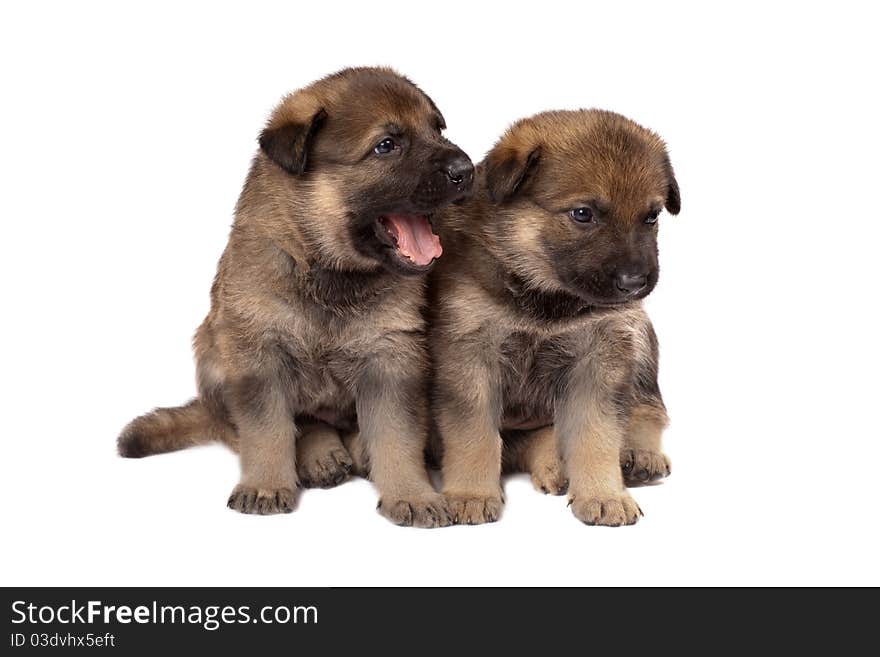 Two sheepdog`s puppys isolated on white background