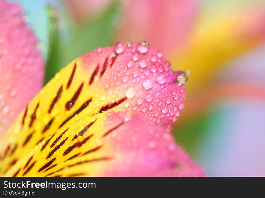 alstroemeria petals