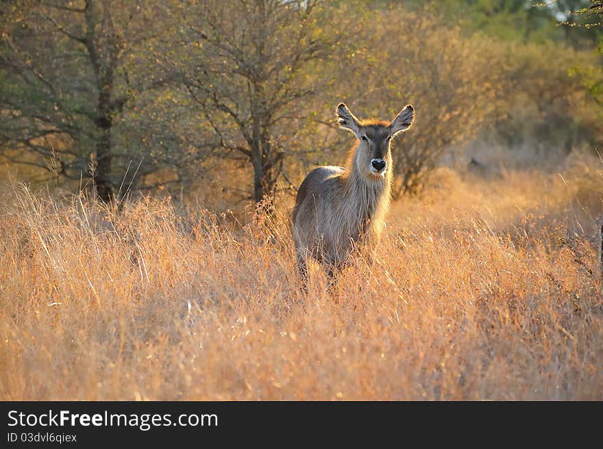 Female Waterbuck (Kobus ellipsiprymnus)