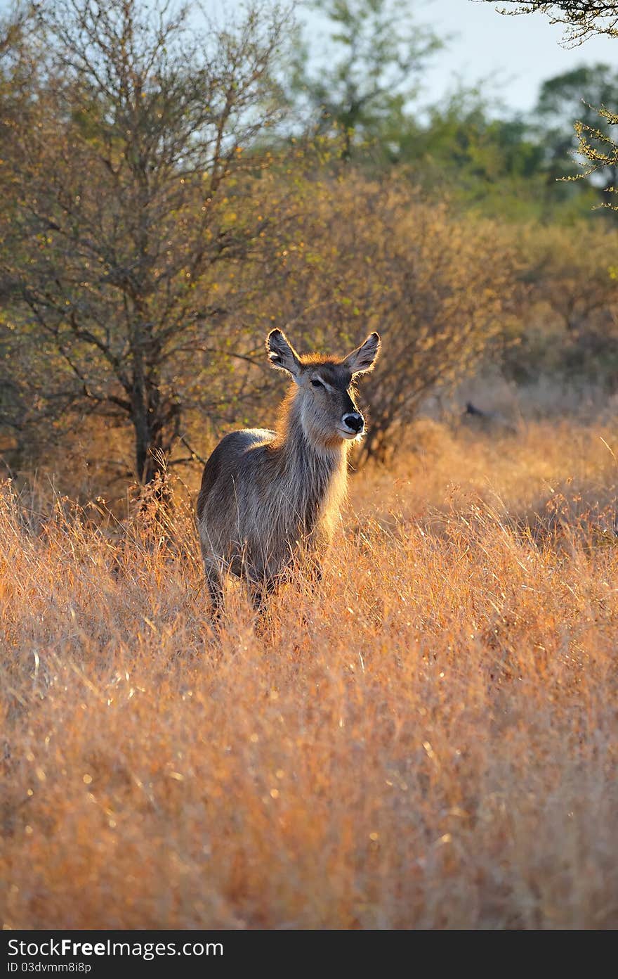 Female Waterbuck (Kobus ellipsiprymnus)