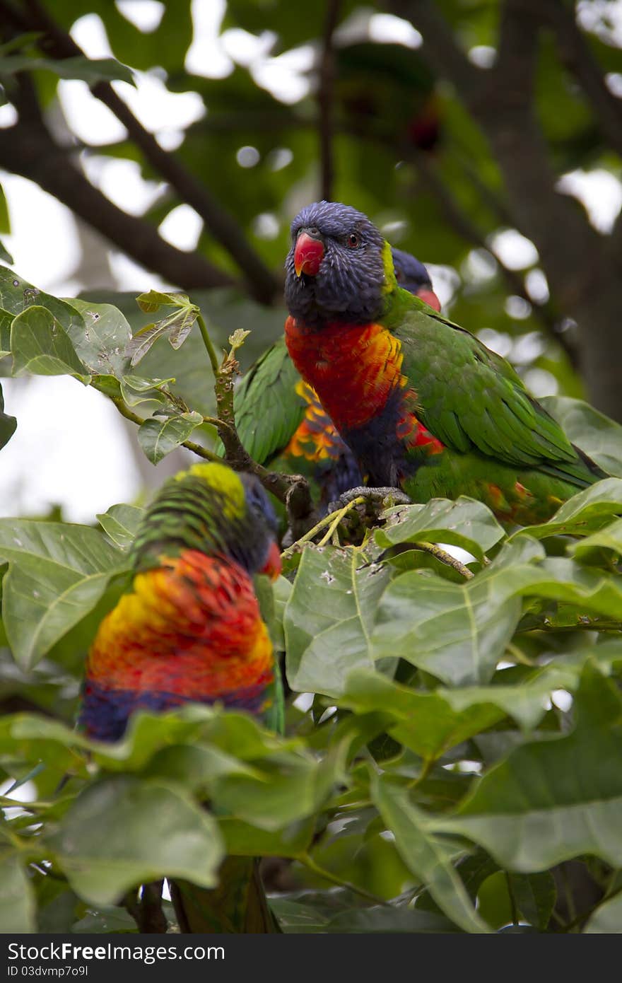 Rainbow Lorikeets in the wild in Australia.