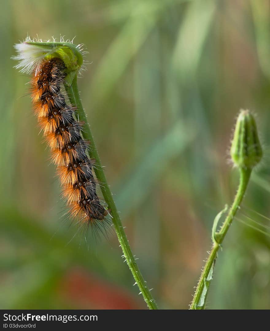 Caterpillar Insect