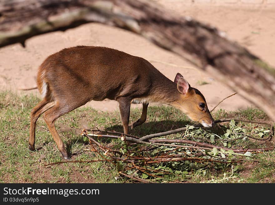 Formosan Reeves s muntjac