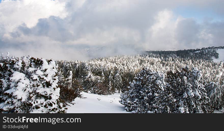 Winter landscape