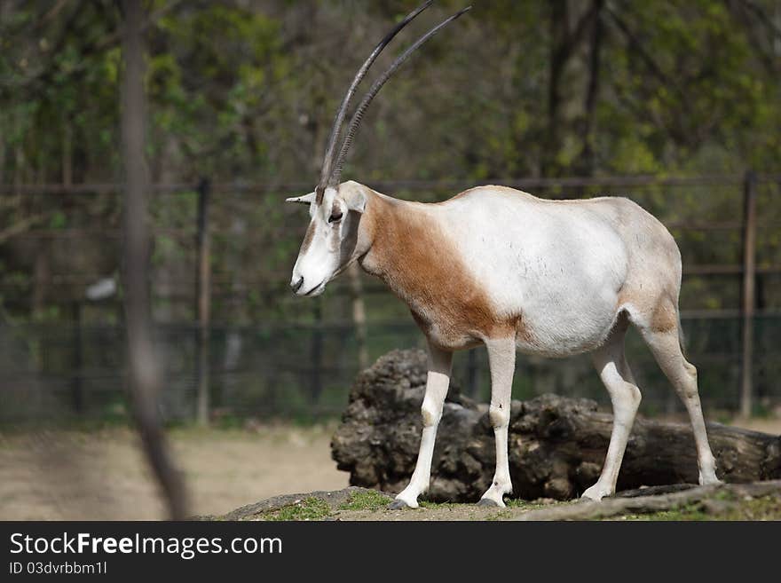 The scimitar oryx within the enclosure.