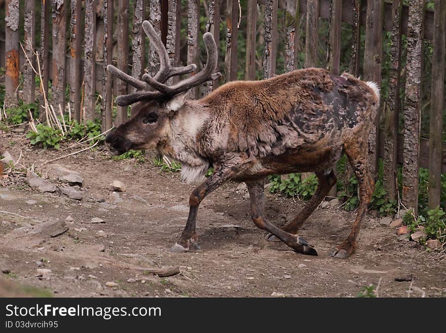 The reindeer (Rangifer tarandus), also known as the caribou in North America.