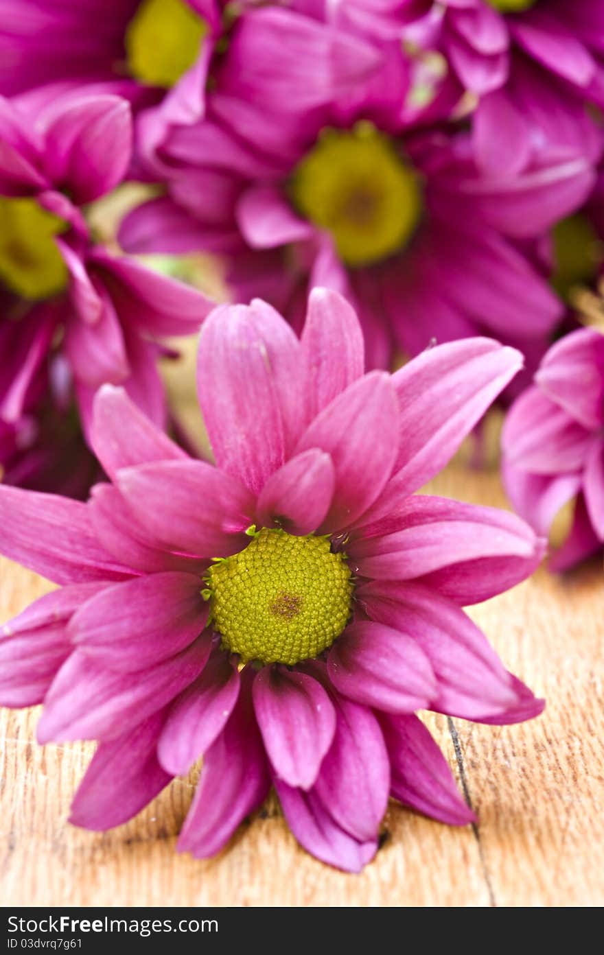 Deep pink chrysanthemum flowers - very shallow depth of field