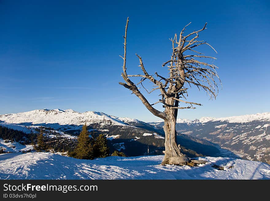 Dry lonely tree